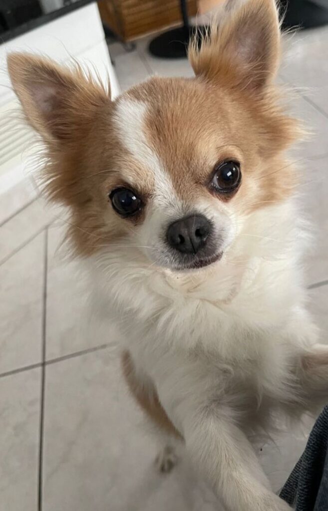 Foto Benschi Zuschnitt