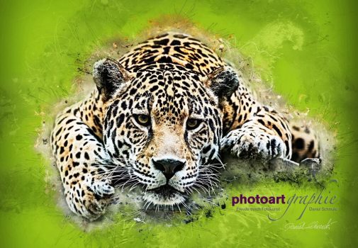 Jaguar by Daniel Schmuki - photoartgraphie