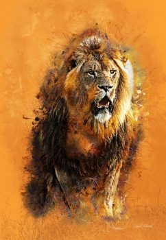 Löwe by Daniel Schmuki - photoartgraphie